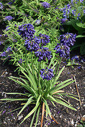Ever Amethyst Agapanthus (Agapanthus 'MP003') at Stonegate Gardens