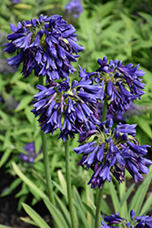 Ever Amethyst Agapanthus (Agapanthus 'MP003') at Lakeshore Garden Centres