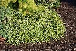 Charlotte's Web Spiderwort (Tradescantia x andersoniana 'Charlotte's Web') at A Very Successful Garden Center