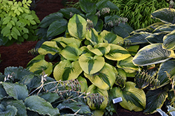Afterglow Hosta (Hosta 'Afterglow') at Lakeshore Garden Centres