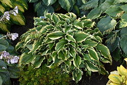 Shadowland Voices In The Wind Hosta (Hosta 'Voices In The Wind') at Lakeshore Garden Centres
