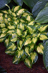Shadowland Etched Glass Hosta (Hosta 'Etched Glass') at Lakeshore Garden Centres