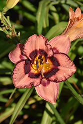 Hungry Eyes Daylily (Hemerocallis 'Hungry Eyes') at A Very Successful Garden Center