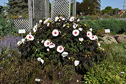 Mocha Moon Hibiscus (Hibiscus 'Mocha Moon') at A Very Successful Garden Center