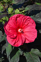 Mars Madness Hibiscus (Hibiscus 'Mars Madness') at Stonegate Gardens