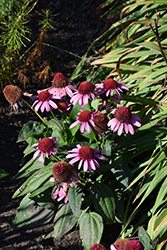Double Dipped Strawberry Mousse Coneflower (Echinacea 'Strawberry Mousse') at A Very Successful Garden Center