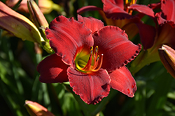 Red Razzmatazz Daylily (Hemerocallis 'Red Razzmatazz') at A Very Successful Garden Center