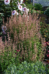 Meant To Bee Queen Nectarine Anise Hyssop (Agastache 'Queen Nectarine') at Stonegate Gardens