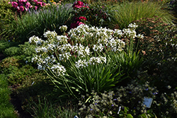 Galaxy White Agapanthus (Agapanthus 'Galaxy White') at A Very Successful Garden Center