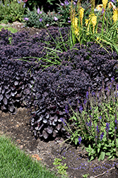Rock 'N Grow Midnight Velvet Stonecrop (Sedum 'Midnight Velvet') at A Very Successful Garden Center