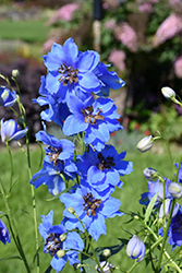 Blue Buccaneers Larkspur (Delphinium 'Blue Buccaneers') at A Very Successful Garden Center