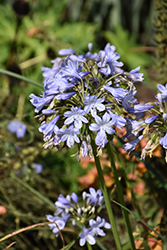 Charlotte Agapanthus (Agapanthus 'Charlotte') at A Very Successful Garden Center