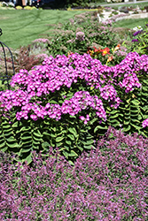 Garden Girls Cover Girl Garden Phlox (Phlox paniculata 'Cover Girl') at Golden Acre Home & Garden