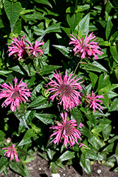 Upscale Pink Chenille Beebalm (Monarda 'Pink Chenille') at A Very Successful Garden Center