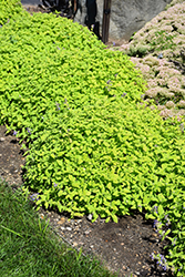 Chartreuse On The Loose Catmint (Nepeta 'Chartreuse On The Loose') at A Very Successful Garden Center