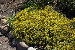 Rock 'N Low Yellow Brick Road Stonecrop (Sedum 'Yellow Brick Road') at A Very Successful Garden Center