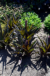 Crowning Glory Purple Reign Pineapple Lily (Eucomis 'Purple Reign') at A Very Successful Garden Center