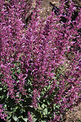Meant to Bee Royal Raspberry Hyssop (Agastache 'Royal Raspberry') at Green Thumb Garden Centre