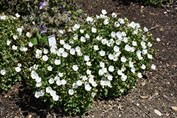 Mini Marvels Starbright Bellflower (Campanula carpatica 'Starbright') at A Very Successful Garden Center