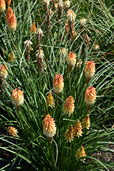 Pyromania Hot and Cold Torchlily (Kniphofia 'Hot and Cold') at Stonegate Gardens