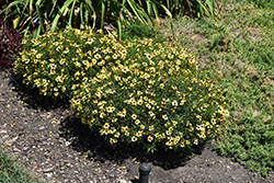 Sizzle And Spice Sassy Saffron Tickseed (Coreopsis verticillata 'Sassy Saffron') at Lakeshore Garden Centres