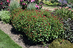 Little Redhead Indian Pink (Spigelia marilandica 'Little Redhead') at A Very Successful Garden Center