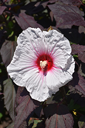 Dark Mystery Hibiscus (Hibiscus 'Dark Mystery') at A Very Successful Garden Center