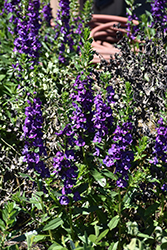 Pike's Peak Purple Beard Tongue (Penstemon x mexicali 'Pike's Peak Purple') at Stonegate Gardens