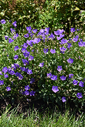 Violet Teacups Bellflower (Campanula carpatica 'Violet Teacups') at Lakeshore Garden Centres