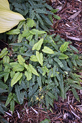 Spine Tingler Barrenwort (Epimedium 'Spine Tingler') at Lakeshore Garden Centres