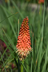 Color The Sky Sunset Torchlily (Kniphofia 'Color The Sky Sunset') at Stonegate Gardens