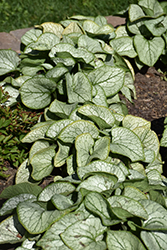 Silver Spear Bugloss (Brunnera macrophylla 'Silver Spear') at A Very Successful Garden Center