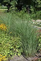 Scout Maiden Grass (Miscanthus sinensis 'M77') at A Very Successful Garden Center