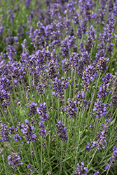 Blue Spear Lavender (Lavandula angustifolia 'PAS1213794') at Stonegate Gardens