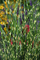High Frequency Maiden Grass (Miscanthus sinensis 'NCMS3') at A Very Successful Garden Center