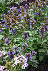 Prelude Blue Catmint (Nepeta subsessilis 'Balneplud') at A Very Successful Garden Center