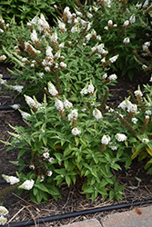 Chrysalis White Butterfly Bush (Buddleia 'Balchryite') at Stonegate Gardens