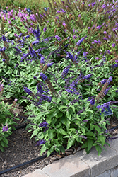 Pugster Blue Butterfly Bush (Buddleia 'SMNBDBT') at A Very Successful Garden Center