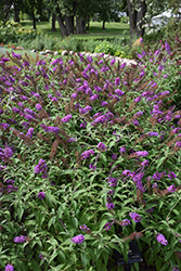 Buzz Purple Butterfly Bush (Buddleia davidii 'Buzz Purple') at Stonegate Gardens