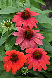 Artisan Red Ombre Coneflower (Echinacea 'PAS1257973') at Stonegate Gardens