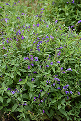 Prelude Purple Catmint (Nepeta subsessilis 'Balprelurp') at A Very Successful Garden Center
