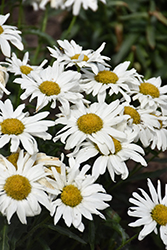 Whitecap Shasta Daisy (Leucanthemum x superbum 'Whitecap') at Lakeshore Garden Centres