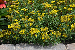 Yellow Diamonds Stonecrop (Sedum middendorfianum 'Yellow Diamonds') at Stonegate Gardens