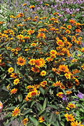 Summer Eclipse False Sunflower (Heliopsis helianthoides 'Summer Eclipse') at A Very Successful Garden Center