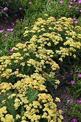 Milly Rock Yellow Terracotta Yarrow (Achillea millefolium 'FLORACHYE2') at Stonegate Gardens