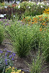 High Frequency Maiden Grass (Miscanthus sinensis 'NCMS3') at A Very Successful Garden Center