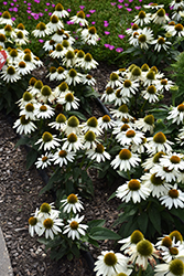 Sombrero Poco White Coneflower (Echinacea 'Balsompocwi') at A Very Successful Garden Center