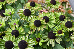 August Forest Coneflower (Rudbeckia 'VPRU17/ 08') at Stonegate Gardens
