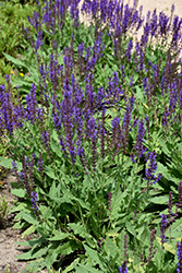Blue By You Meadow Sage (Salvia nemorosa 'Balsalbyu') at Lakeshore Garden Centres