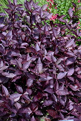 Purple Knight Alternanthera (Alternanthera dentata 'Purple Knight') at A Very Successful Garden Center